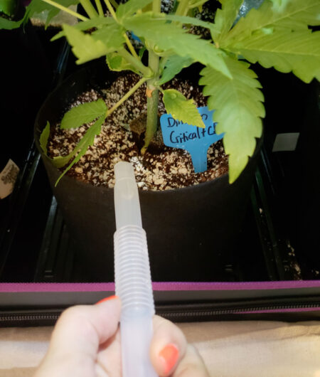 Watering the cannabis at the base with a water transfer pump