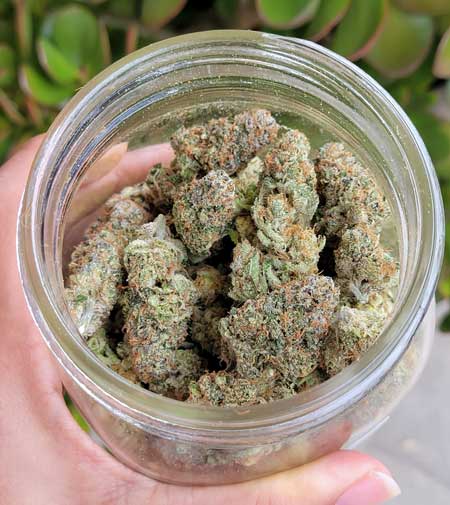 Learn how to trim and cure to perfection.