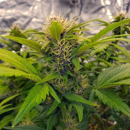Cookie Apple OG F1 auto cannabis seeds