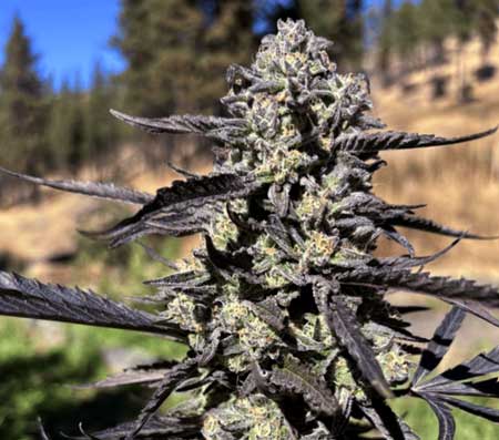 Purple Oreoz F1 outdoor cannabis strain from the BLAZE study