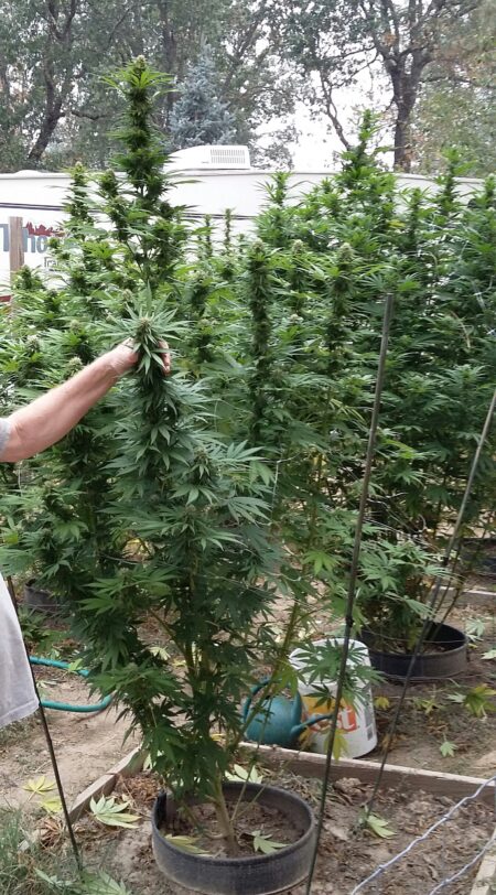 Amazing Bubba Kush outdoor harvest with big buds