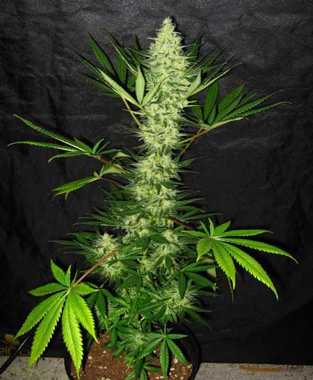 An Aurora Indica cannabis plant with a single massive cannabis cola