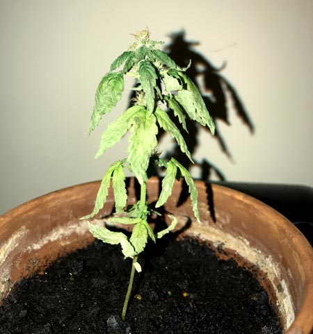 Bad muddy soil cause cannabis overwatering and droopiness