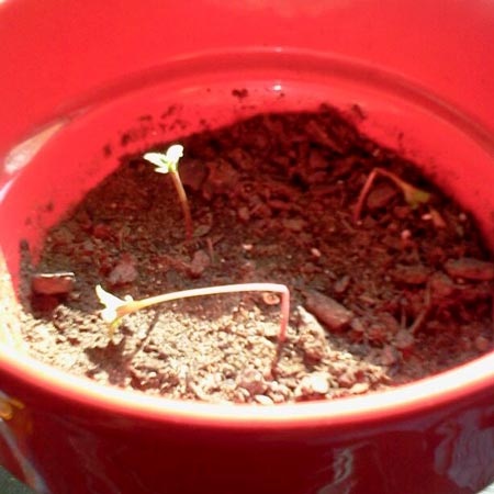 Don't let bad cannabis soil kill the seedlings - growweedeasy.com tutorial