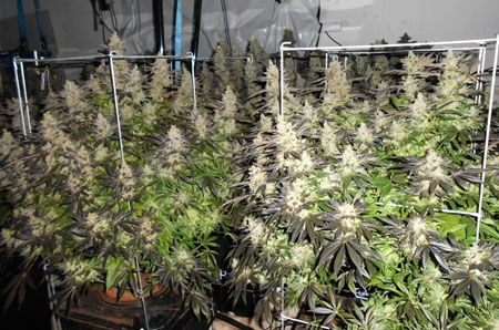 Beautiful plants