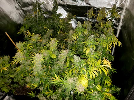 Harvest turned around