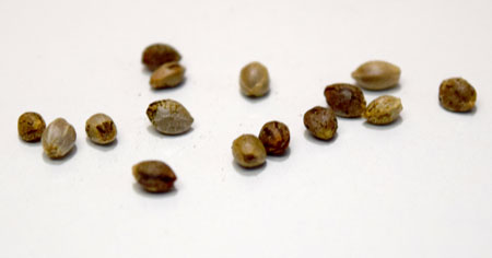 F1 cannabis seeds to the home grower's rescue?