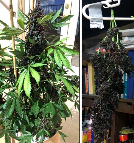 Black Cat Kush