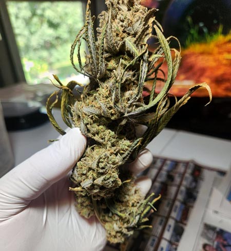 Durban Poison cannabis buds about to be trimmed by picnix
