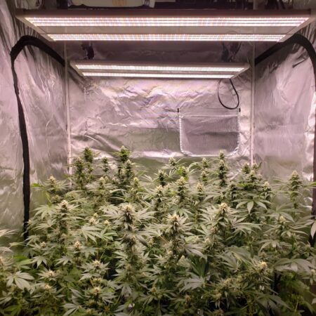 Cannabis plants loving life in the soil - GrowWeedEasy.com