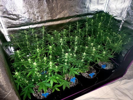 F1 uniform cannabis plants