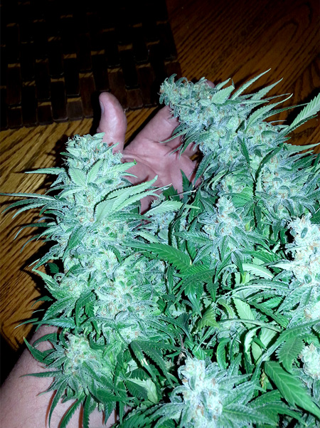 Green Crack