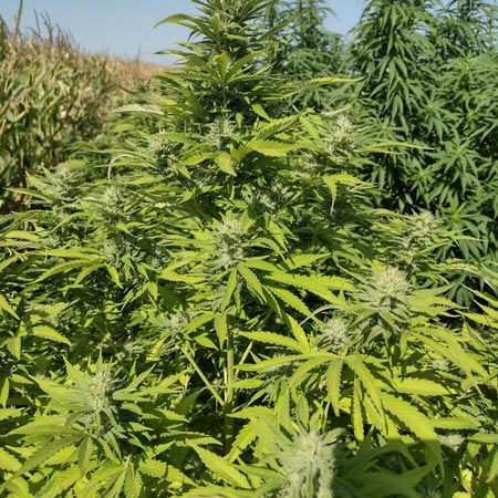 Gorilla Gas F1 Fast outdoor cannabis seeds