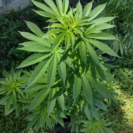 Gorilla Jelaousy F1 photoperiod cannabis seeds - GrowWeedEasy tutorial