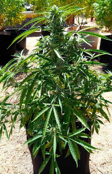This strain produces the best bud quality, resin production, and potency if you allow buds to continue to mature until a full 12 weeks from germination. Here's an outdoor Grease Gun Auto grown by SkunkSquatch: "Plant is grown in a 7 gallon grow bag about 22 inches tall."