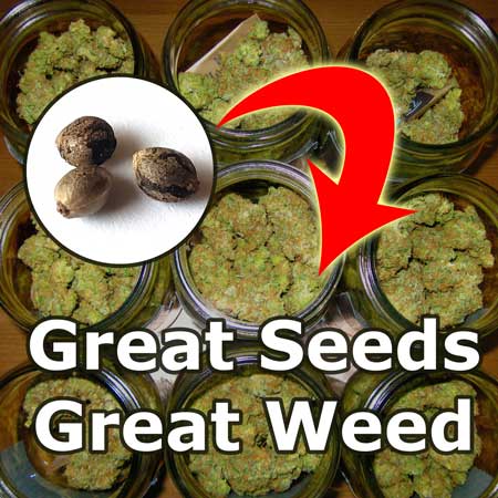 Great weed comes from great seeds
