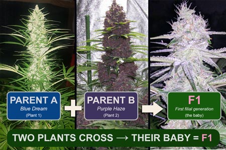 How F1 Cannabis seeds are bred diagram - GrowWeedEasy.com