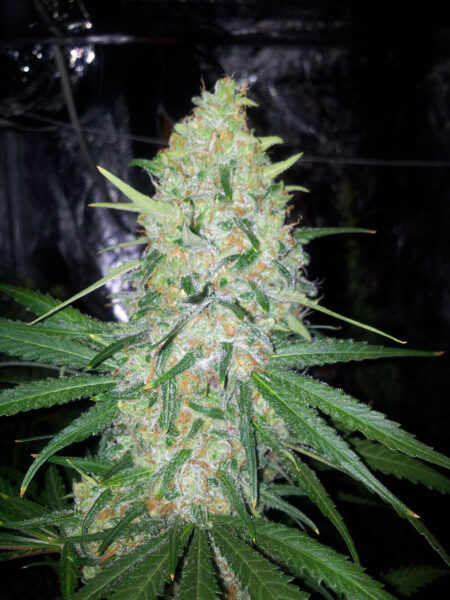 Marijuana Northern Lights bud looking fat and appealing
