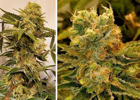 Original Skunk #1 cannabis grown by Keri - GrowWeedEasy.com