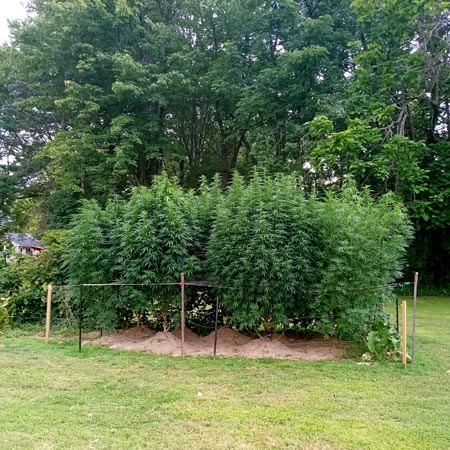 Outdoor marijuana plants - Acapulco Gold, Amnesia Haze, Lemon Skunk by Wesley - GrowWeedEasy.com