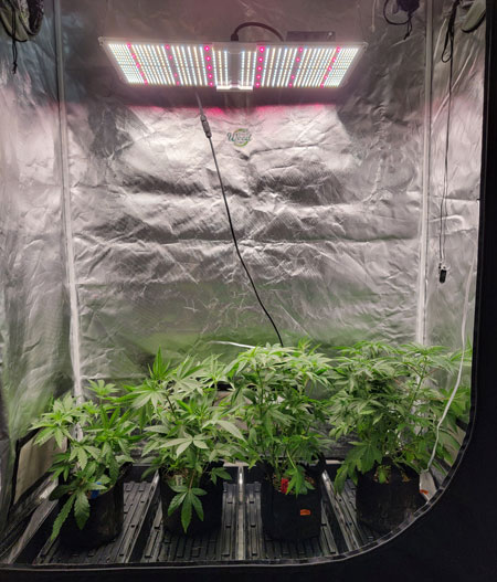 Cannabis plant sin tent under a Spider Farmer LED grow light