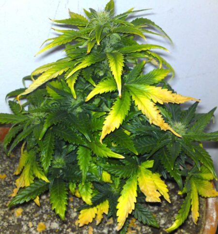 Example of a cannabis plant stunted from grow problems like nutrient deficiencies
