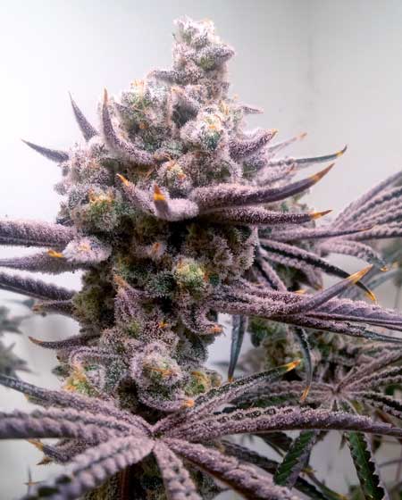 Slurricane #7 by Going2Fast