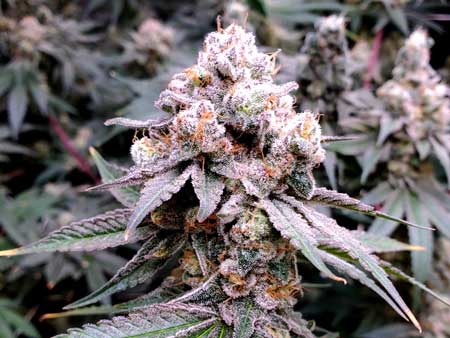 Slurricane #7 by Ckbrew