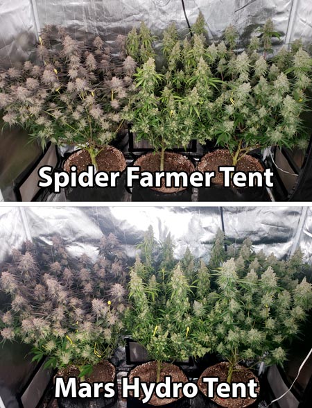 Clones grown in two different setups