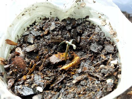 Stunted cannabis seedling had bad soil