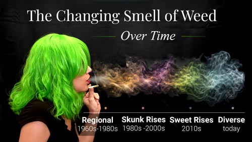 The changing smell of cannabis timeline - GrowWeedEasy.com