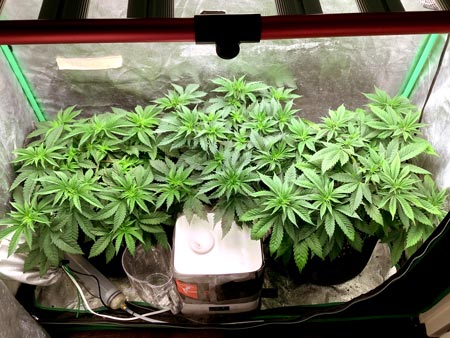 Week 4 veg cannabis plants by Vic - GrowWeedEasy.com