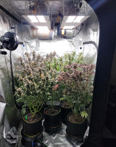 20 oz LED grow light cannabis harvest in a 4x4 grow tent