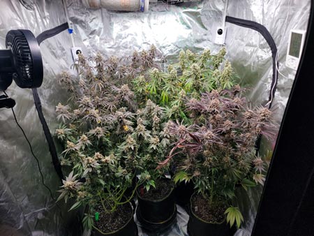 20 oz LED grow light harvest in a 4x4 grow tent