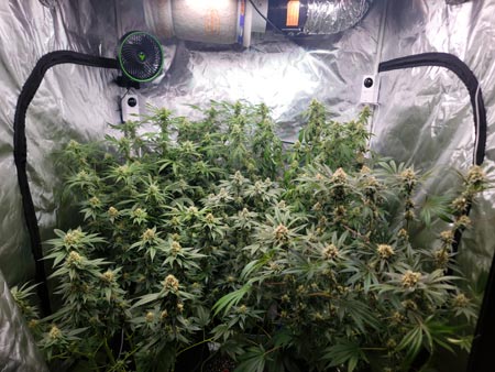 4x4 cannabis grow with an LED grow light