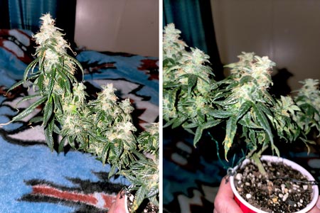 Jay shares his first cannabis solo cup challenge (after, just before harvest big colas)
