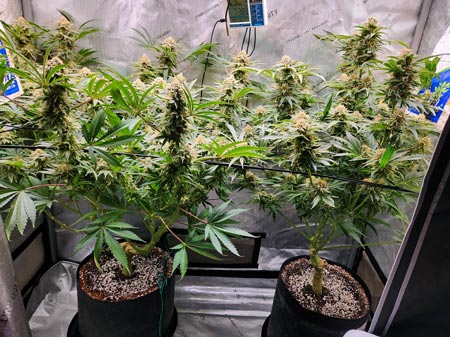 David's plants