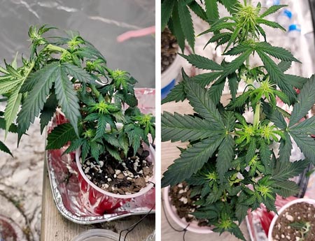 Jay shares his first cannabis solo cup challenge (before)