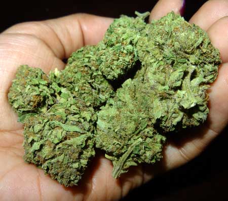 Big fat cannabis buds in hand - top shelf dense homegrown weed.