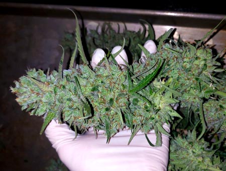Big fat sparkly cannabis cola bud in hand - GrowWeedEasy.com