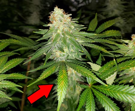 Cannabis starting to get calcium deficiency from low pH in the flowering stage