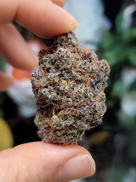 Candy Games #38 fat cannabis nug in hand - GrowWeedEasy.com