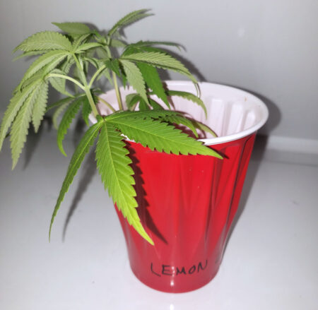 Cannabis clone in a cup of water