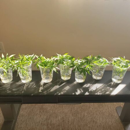 Cannabis clones in cups of water, rooting in a sunny window