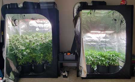Cannabis grow tents with vegetative and flowering stage plants