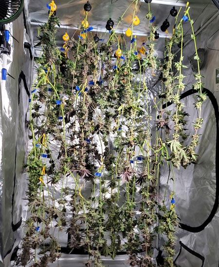 Cannabis plants drying after harvest in a grow tent - GrowWeedEasy.com