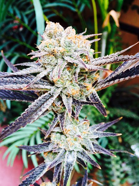 Colorful, glittery cannabis bud loving life at GrowWeedEasy.com