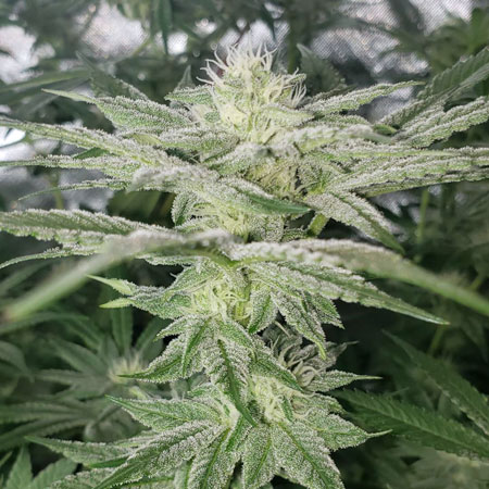 Day 30 from 12/12 Flowering Mandarin Cookies bud looking fine