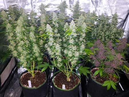 Autoflower cannabis harvest using grow tactics by GrowWeedEasy.com