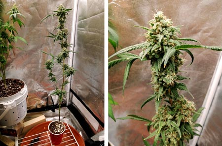 Displaced Hoosier from reddit shares his cannabis solo cup challenge plant